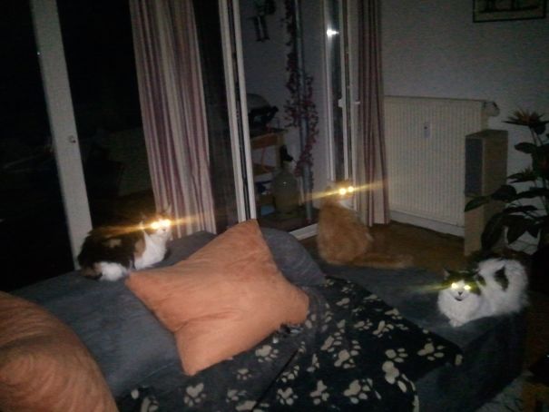 Attack Of The Laser Cats