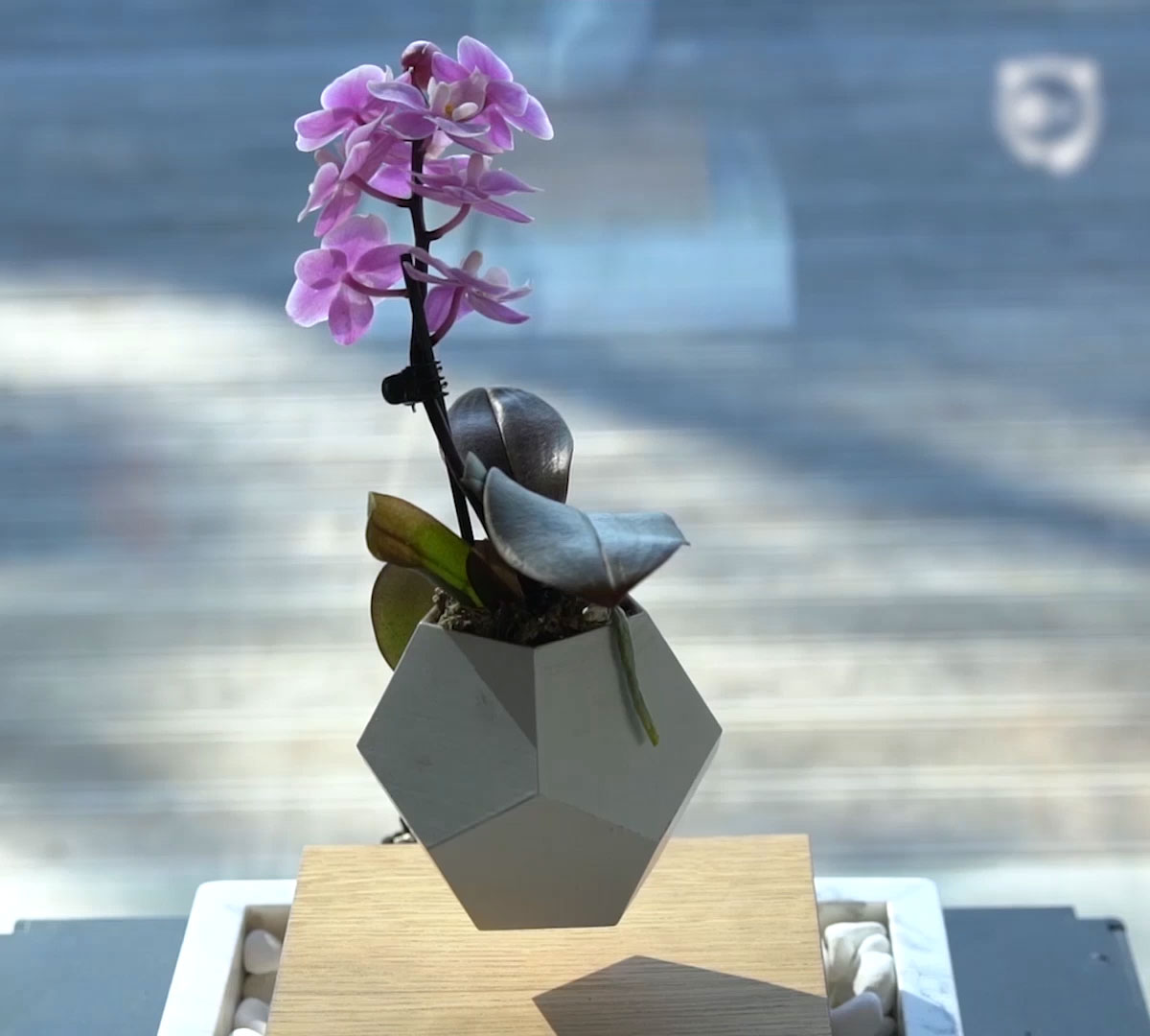 Levitating Flower Pot