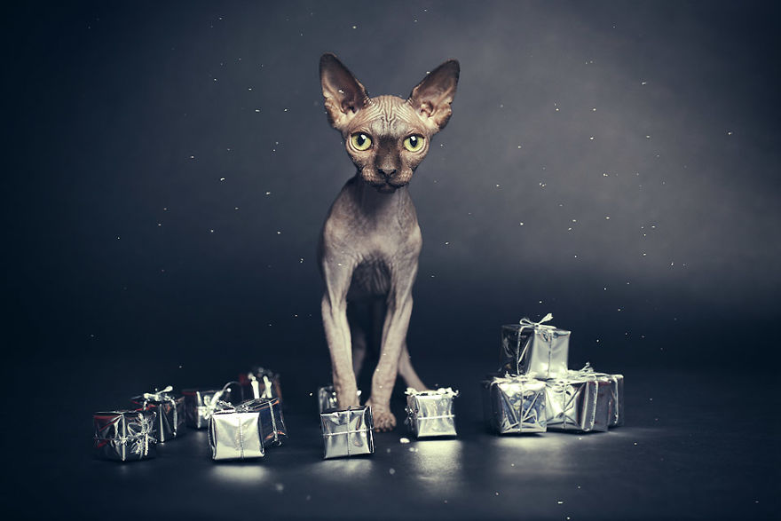 I Made A Career Out Of Annoying Cats