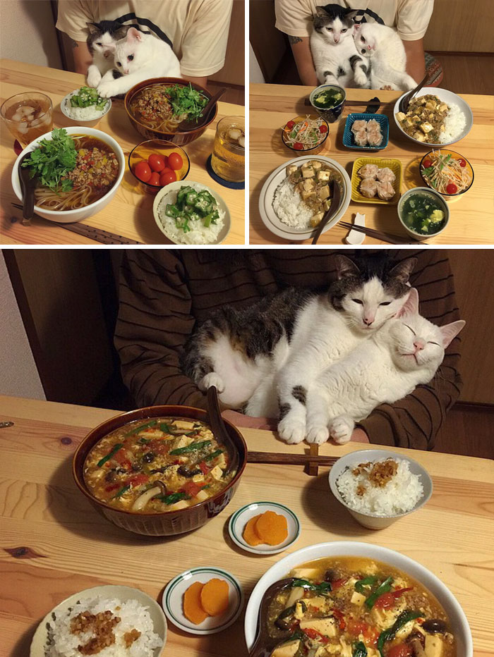 These Cats Having Dinners Together