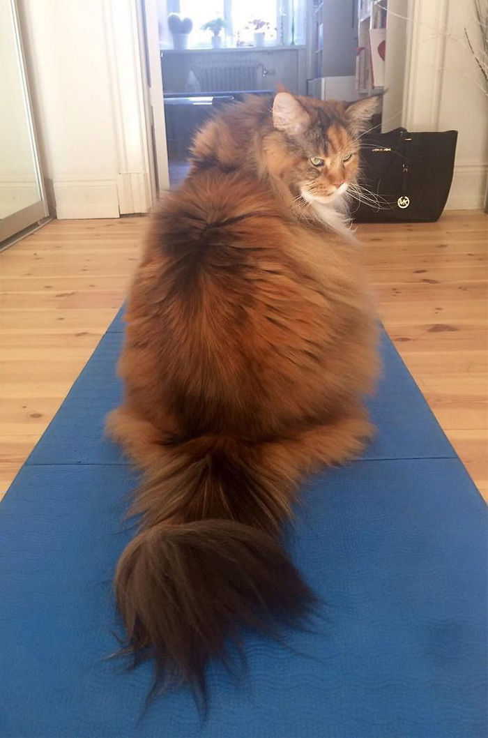 This Maine Coon Is So Fluffy You&rsquo;re Gonna Die