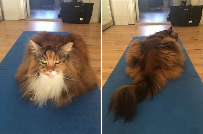 This Maine Coon Is So Fluffy You&rsquo;re Gonna Die