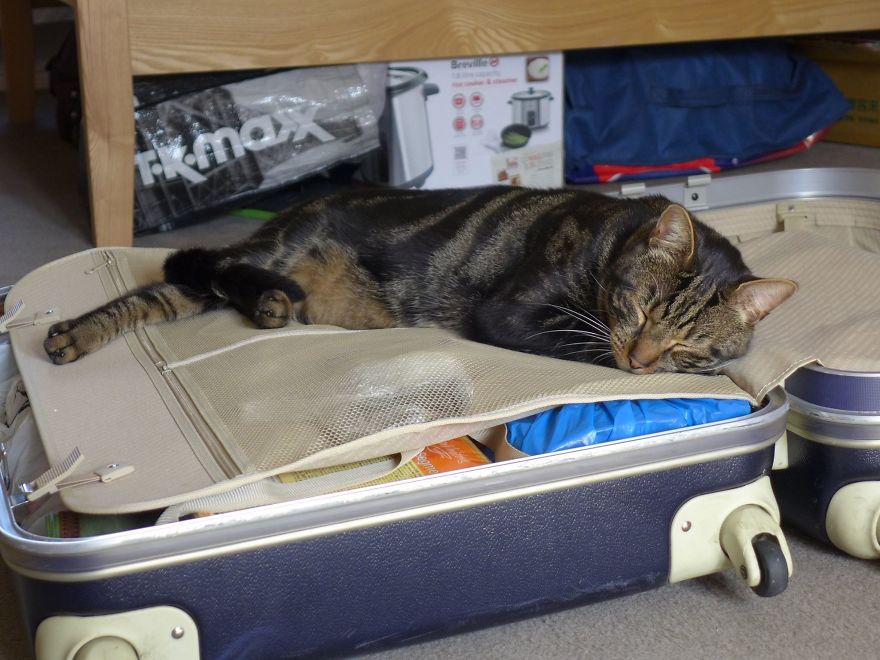 After Losing A Cat, This Couple Found A Note From A Stranger Revealing How Their Kitty Changed Her Life After Losing A Cat, This Couple Found A Note From A Stranger Revealing How Their Kitty Changed Her Life