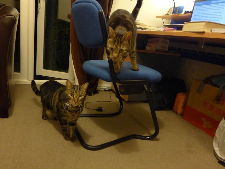 After Losing A Cat, This Couple Found A Note From A Stranger Revealing How Their Kitty Changed Her Life After Losing A Cat, This Couple Found A Note From A Stranger Revealing How Their Kitty Changed Her Life