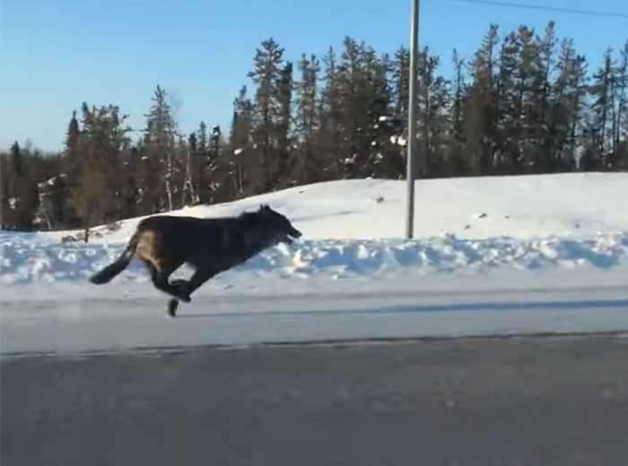 Woman Films Two Massive Wolves Running Next To Her Car At 30 Miles/Hour On Her Way To Work
