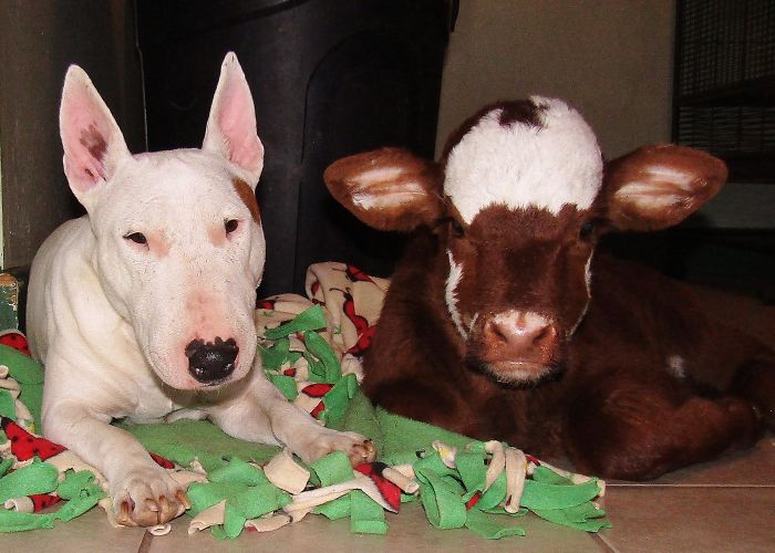 This Mini Cow Saved From Auction House Now Lives With 12 Dogs, Thinks She Is One Of Them