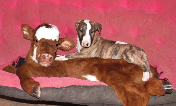 This Mini Cow Saved From Auction House Now Lives With 12 Dogs, Thinks She Is One Of Them This Mini Cow Saved From Auction House Now Lives With 12 Dogs, Thinks She Is One Of Them