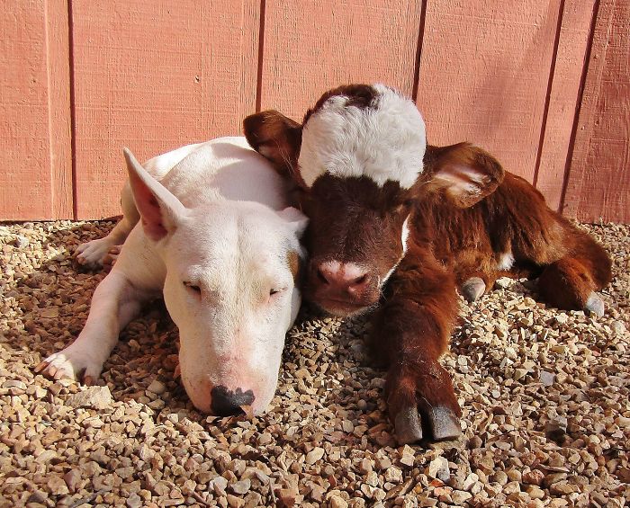 This Mini Cow Saved From Auction House Now Lives With 12 Dogs, Thinks She Is One Of Them
