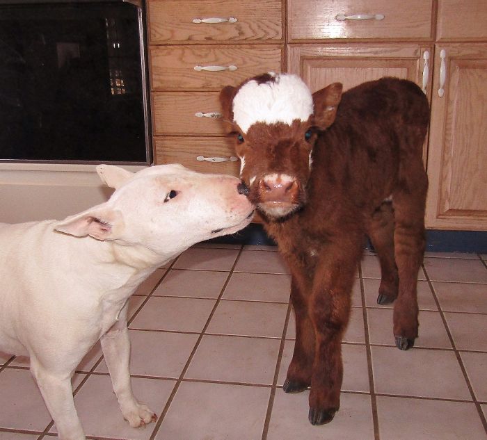 This Mini Cow Saved From Auction House Now Lives With 12 Dogs, Thinks She Is One Of Them This Mini Cow Saved From Auction House Now Lives With 12 Dogs, Thinks She Is One Of Them