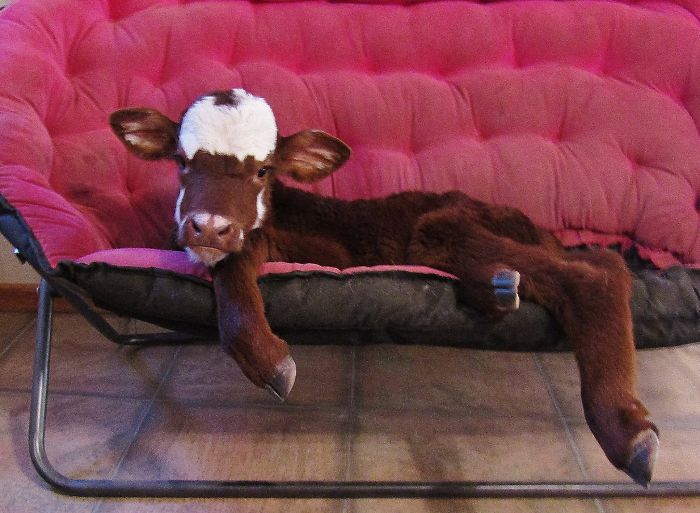 This Mini Cow Saved From Auction House Now Lives With 12 Dogs, Thinks She Is One Of Them This Mini Cow Saved From Auction House Now Lives With 12 Dogs, Thinks She Is One Of Them