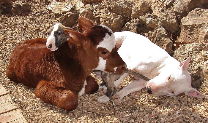 This Mini Cow Saved From Auction House Now Lives With 12 Dogs, Thinks She Is One Of Them