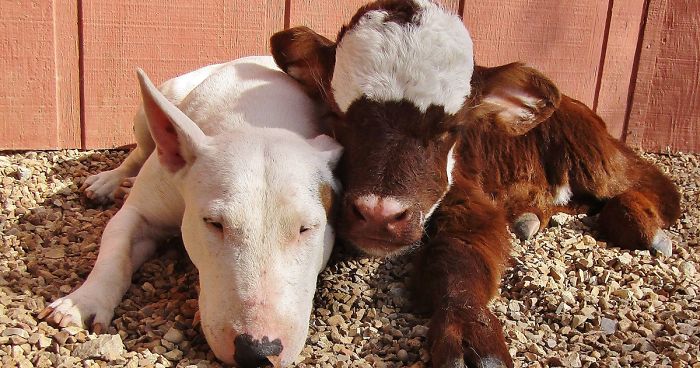 This Mini Cow Saved From Auction House Now Lives With 12 Dogs, Thinks She Is One Of Them