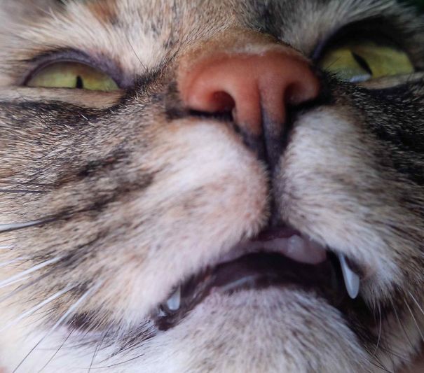 First Time Eliases Cat Sees Camera!