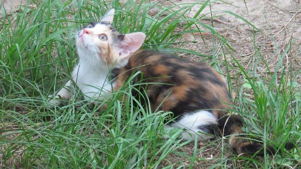 Olive's First Bird Sighting.