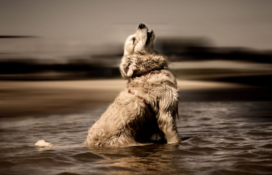 I Photographed My Amazing Dogs Kicia And Morsik