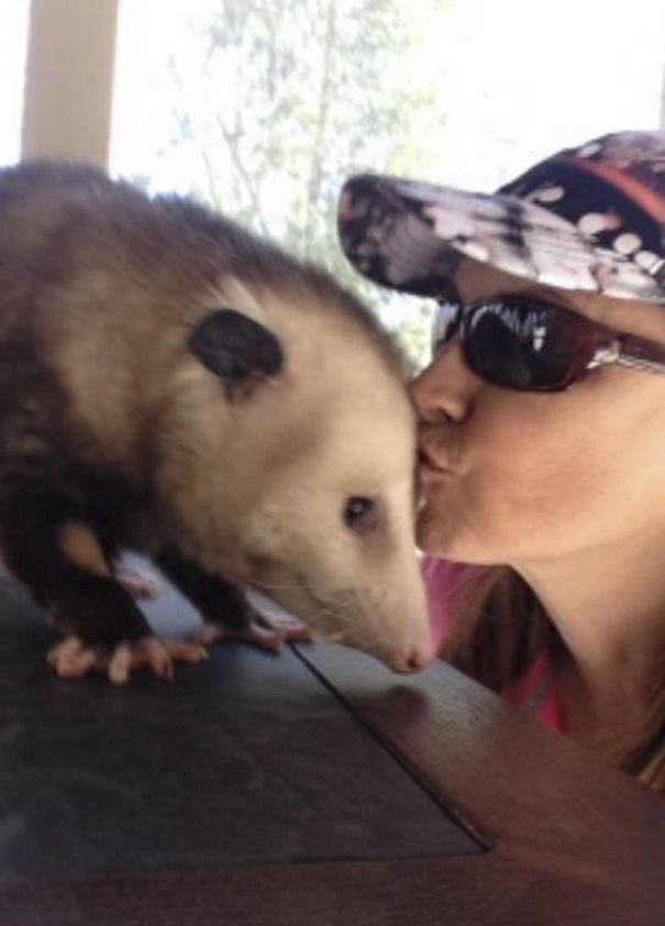 orphaned-opossum-refuses-release-opie-1 orphaned-opossum-refuses-release-opie-1