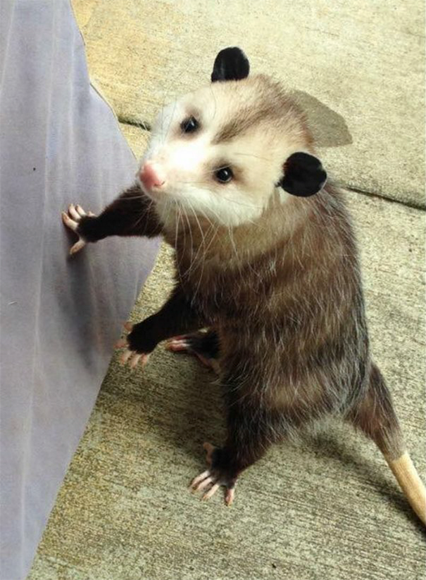 _orphaned-opossum-refuses-release-opie-10-2 _orphaned-opossum-refuses-release-opie-10-2