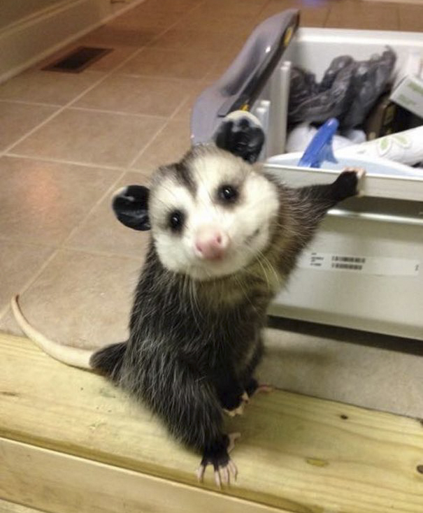 orphaned-opossum-refuses-release-opie-17 orphaned-opossum-refuses-release-opie-17