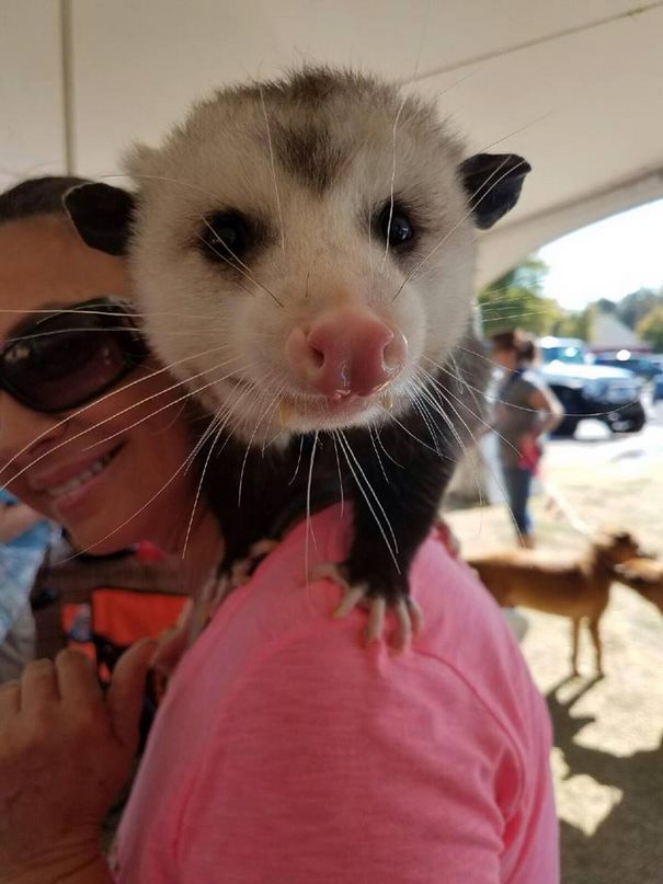 orphaned-opossum-refuses-release-opie-3 orphaned-opossum-refuses-release-opie-3