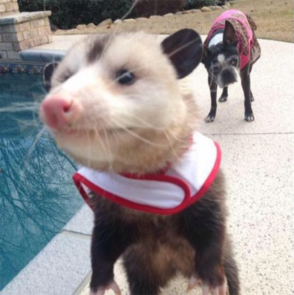 _orphaned-opossum-refuses-release-opie-4 _orphaned-opossum-refuses-release-opie-4