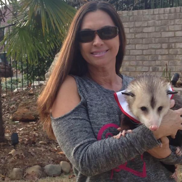 _orphaned-opossum-refuses-release-opie-5 _orphaned-opossum-refuses-release-opie-5