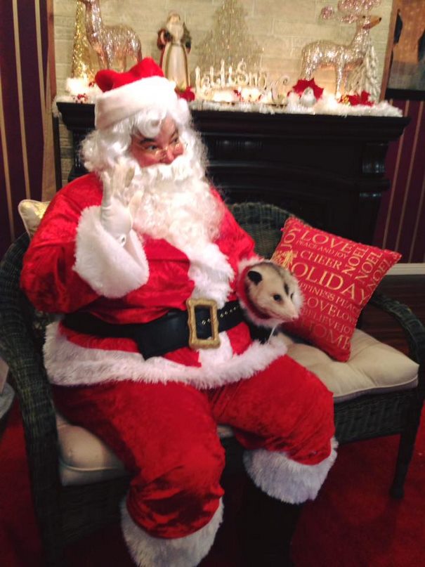 orphaned-opossum-refuses-release-opie-7 orphaned-opossum-refuses-release-opie-7