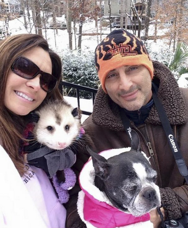 orphaned-opossum-refuses-release-opie-9 orphaned-opossum-refuses-release-opie-9