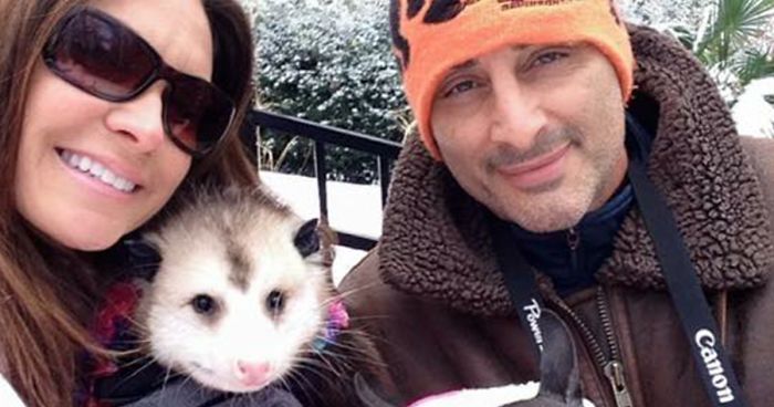 Woman Takes Care Of Orphaned Opossum, And Now It Refuses To Be Released Back Into The Wild