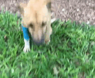 This Paralyzed Dog Dragged Her Legs For Miles Hoping Someone Would Help Her