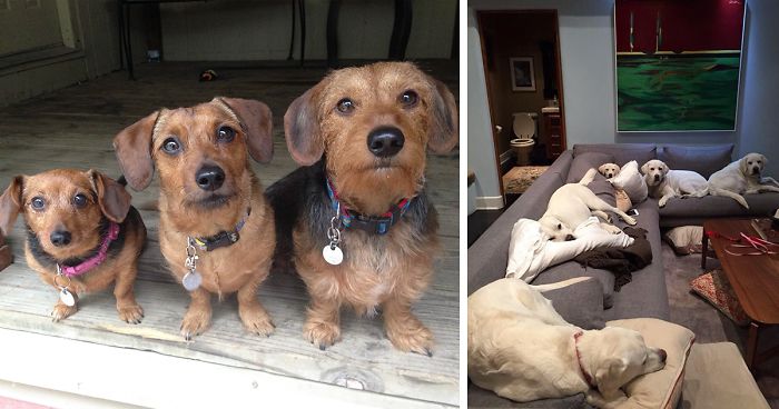 People Living With More Than 2 Dogs, Post Your Pics Of What It’s Like