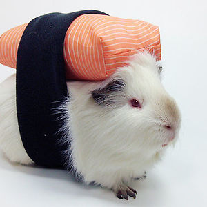 faced_ventura avatar