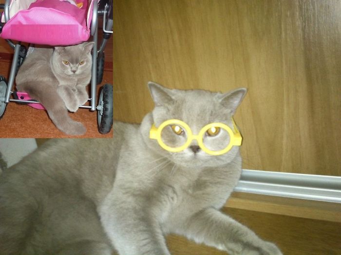 My Cat Re-evaluates His Decision To Be My Cat On Daily Basis