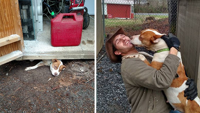 Man Saves Dog From Being Trapped Under Shed, Realizes He Saved Something More