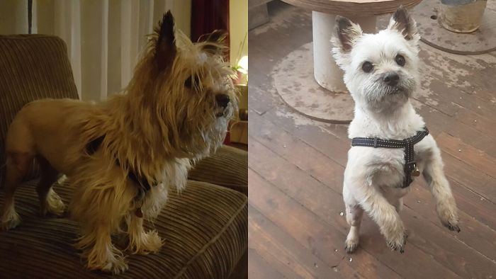 After Puck Got Bitten By A Pitbull And Major Surgery The Hair Had To Go