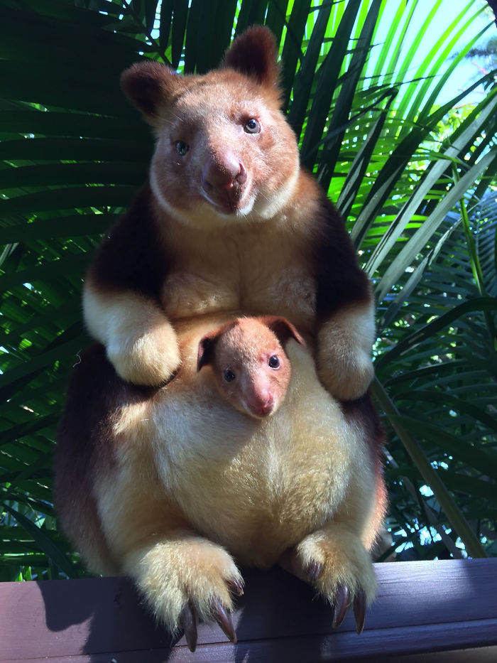 Tree kangaroo with baby nestled in pouch, surrounded by lush green leaves, showcasing unique animals and their babies.