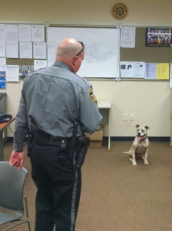 Instead Of Spending $15-$20,000 For Purebred German Shepherds, These Cops Are Getting Rescue Pit Bulls Instead Of Spending $15-$20,000 For Purebred German Shepherds, These Cops Are Getting Rescue Pit Bulls