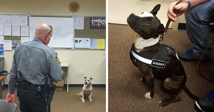 Instead Of Spending $15-$20,000 For Purebred German Shepherds, These Cops Are Getting Rescue Pit Bulls