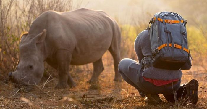 This Wild Rhino Walked Up To A Cameraman, And Demanded A Belly Rub