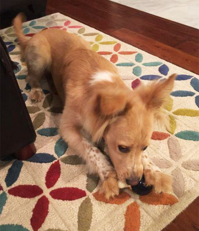 What Happens When Roomba Runs Over Dog Poo In The Middle Of The Night What Happens When Roomba Runs Over Dog Poo In The Middle Of The Night