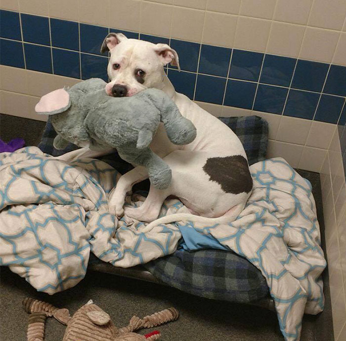 Sad Shelter Dog Whose Only Friend Was This Elephant Toy Learns That He And His Toy Are Getting New Home