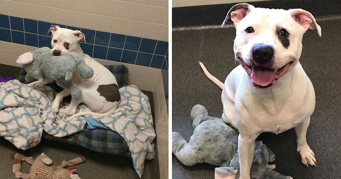 Sad Shelter Dog Whose Only Friend Was This Elephant Toy Learns That He And His Toy Are Getting New Home