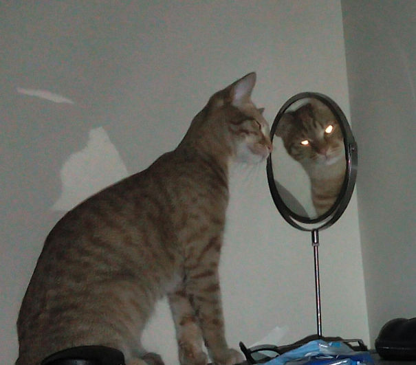 My Kitty Having A Private Conversation With Satan