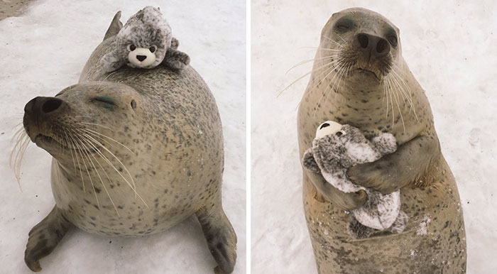 Esta foca encontró una versión suya de juguete y no deja de abrazarla