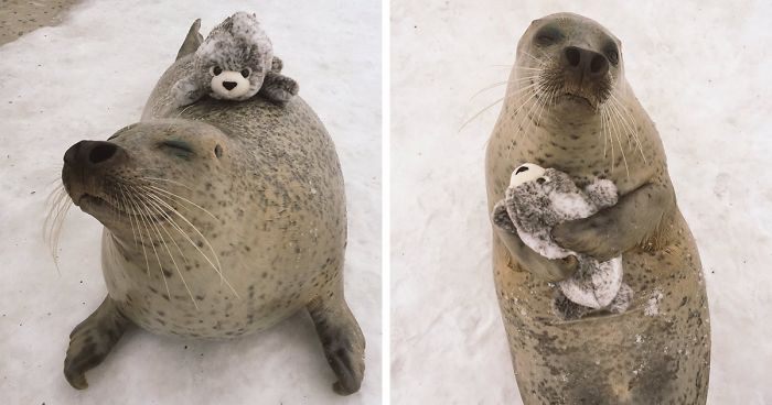 Seal Finds Toy Version Of Itself, Can’t Stop Hugging It