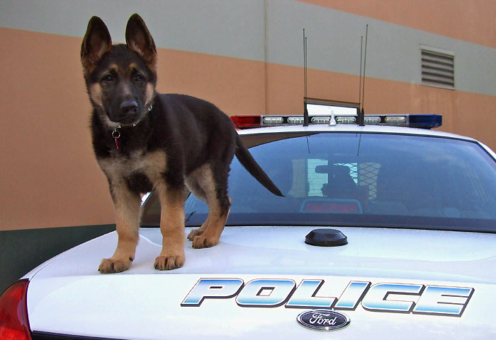 32 Puppies On Their First Days Of Work That Will Make Your Day