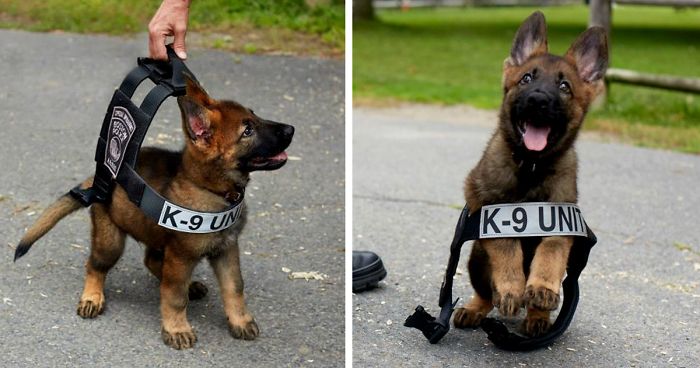 32 Puppies On Their First Days Of Work That Will Make Your Day