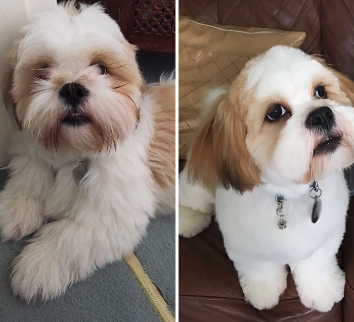 I Swear My Mam Brings Back A Different Dog When She Takes Arlo To Get His Hair Cut