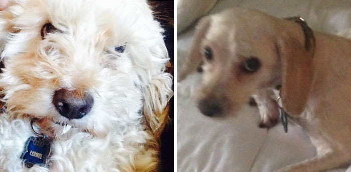 My Dog Before And After His Shave