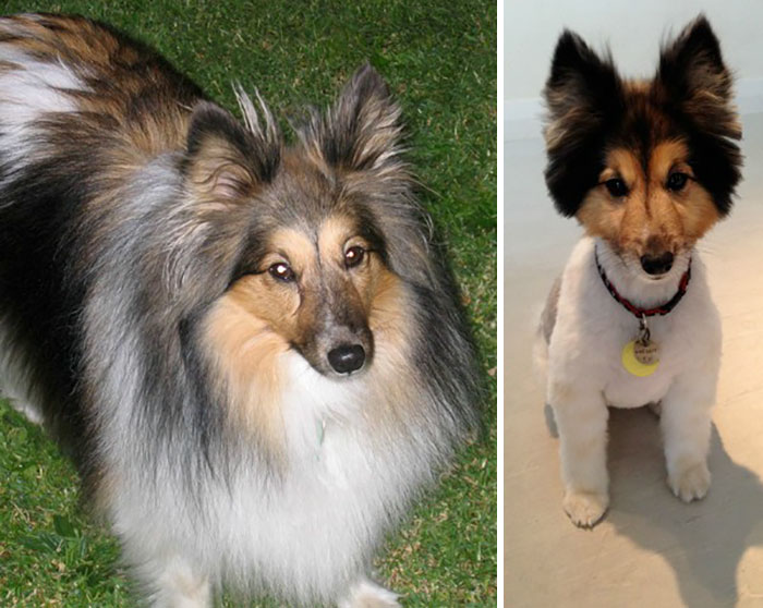 She Had A Haircut Today. Turns Out She Was Three-Quarters Hair And One-Quarter Fennec Fox