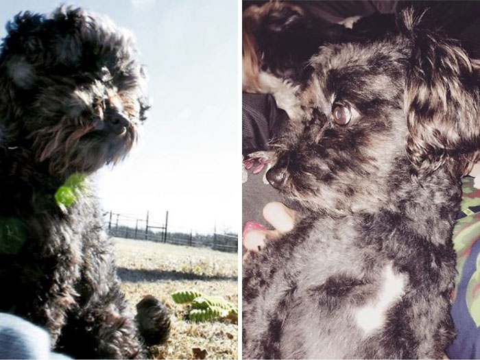 He Never Looks Like The Same Dog After A Hair Cut